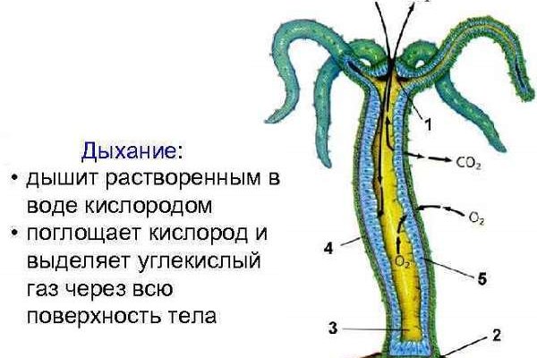 Kraken маркетплейс kr2web in